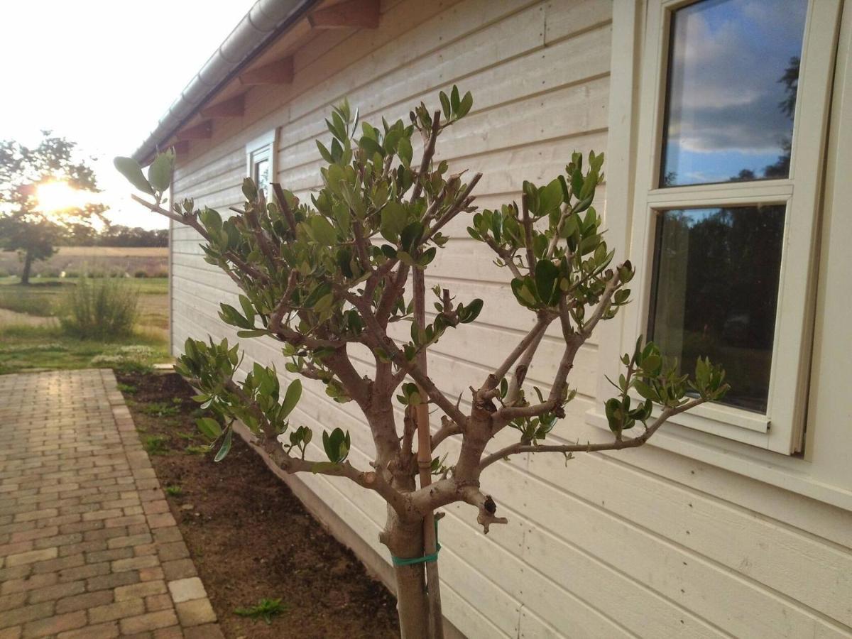Lavendelbo B&B Hjallerup ภายนอก รูปภาพ